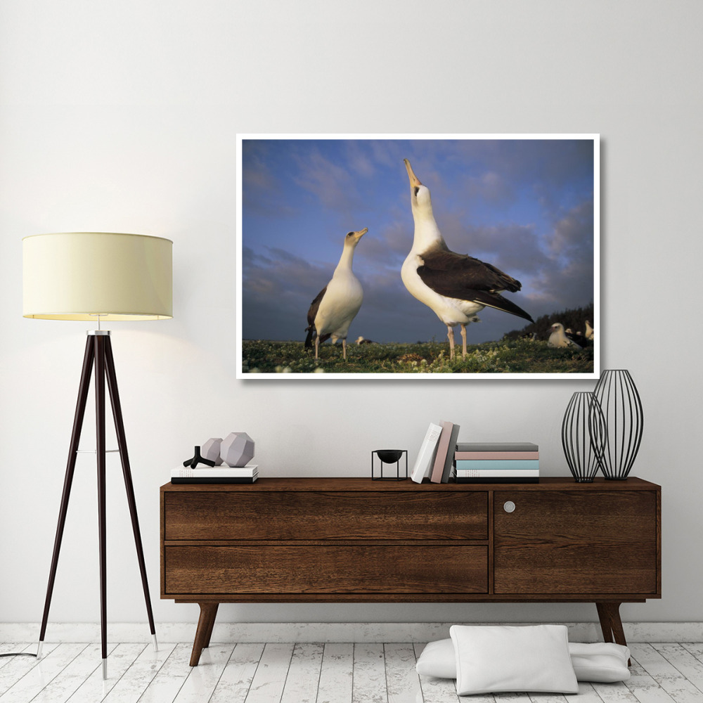 Laysan Albatross courtship dance, Midway Atoll, Hawaii-Paper Art-62&quotx42"