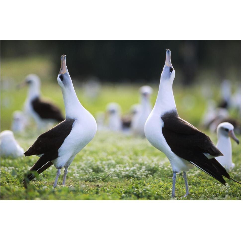 Laysan Albatross courtship dance, Midway Atoll, Hawaii-Paper Art-62&quotx42"