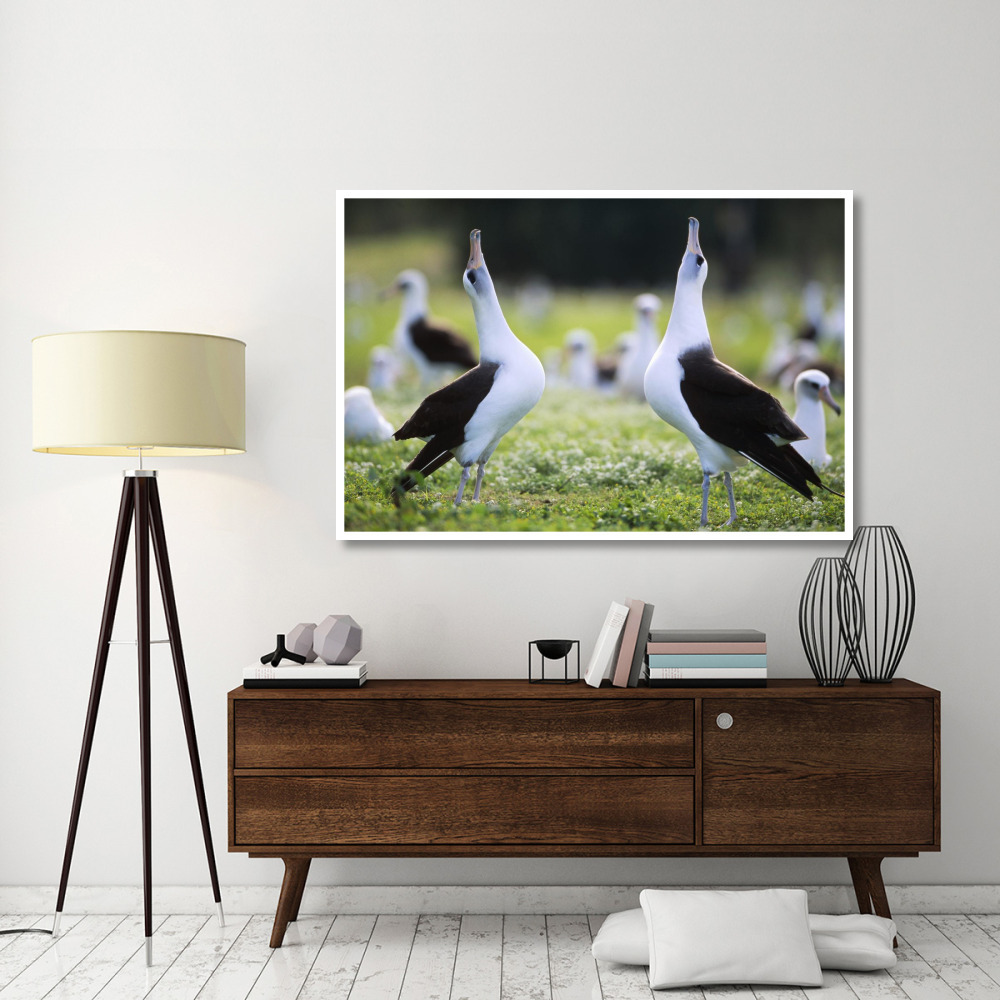 Laysan Albatross courtship dance, Midway Atoll, Hawaii-Paper Art-62&quotx42"