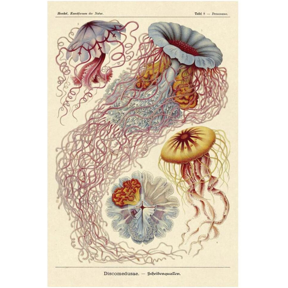 Haeckel Nature Illustrations Jelly Fish-Paper Art-14&quotx20"