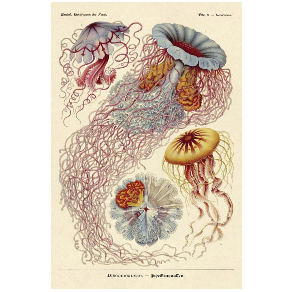 Haeckel Nature Illustrations Jelly Fish-Paper Art-18&quotx26"