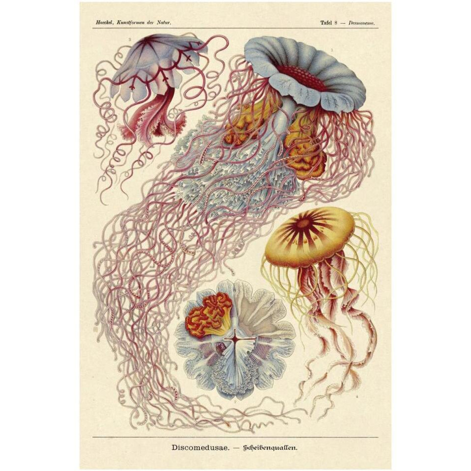 Haeckel Nature Illustrations Jelly Fish-Paper Art-26&quotx38"