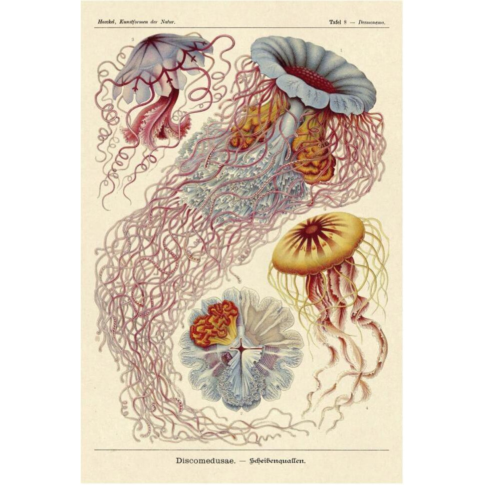 Haeckel Nature Illustrations Jelly Fish-Paper Art-42&quotx62"