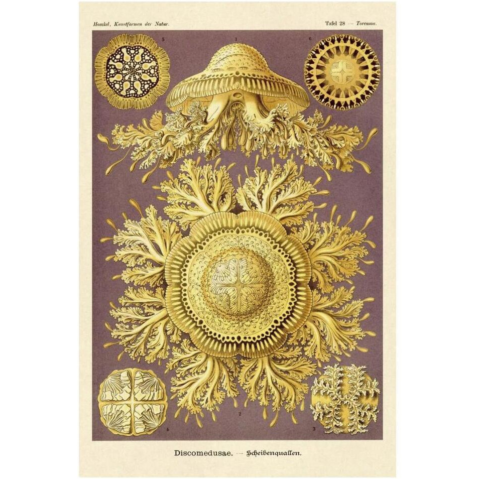 Haeckel Nature Illustrations Jelly Fish-Paper Art-14&quotx20"