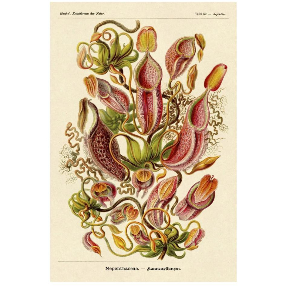 Haeckel Nature Illustrations Pitcher Plants-Paper Art-18&quotx26"