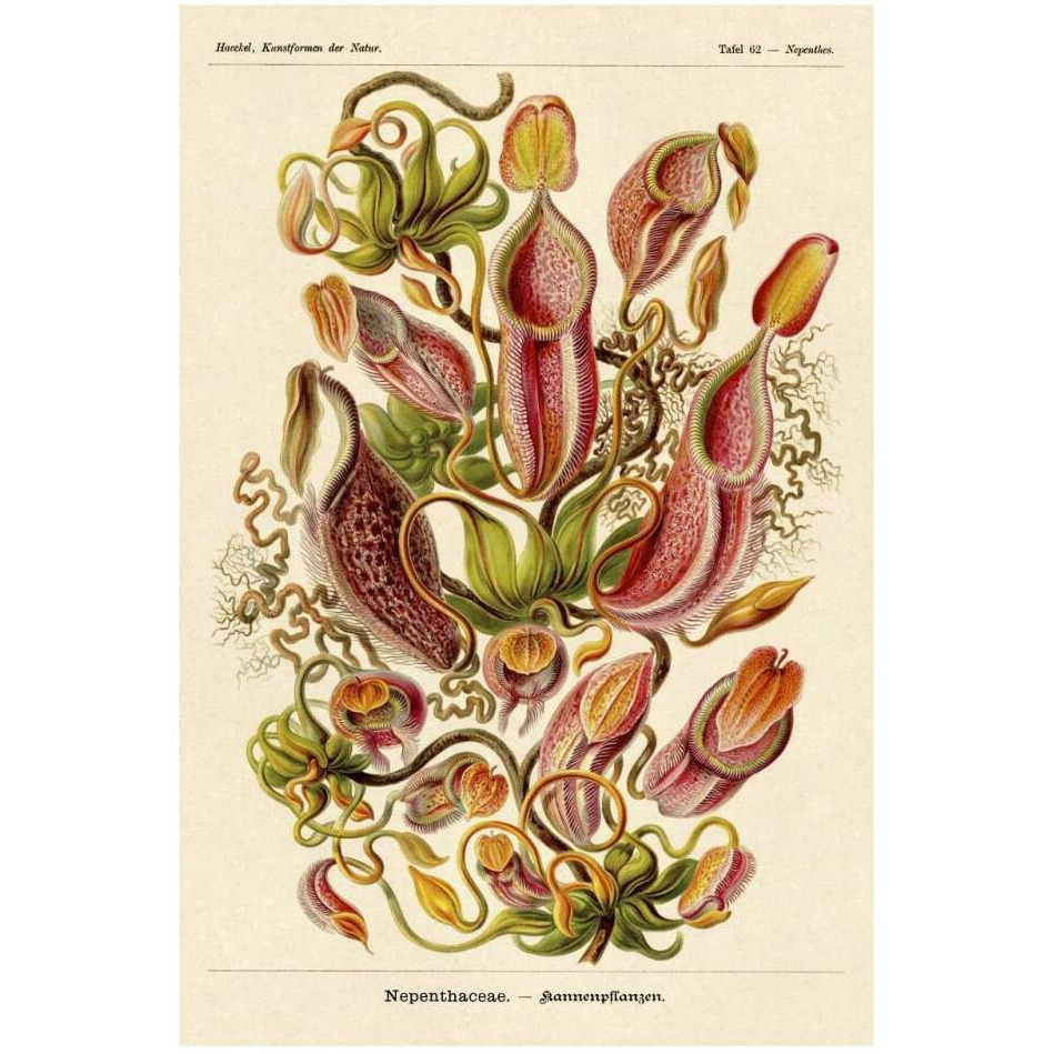 Haeckel Nature Illustrations Pitcher Plants-Paper Art-22&quotx32"