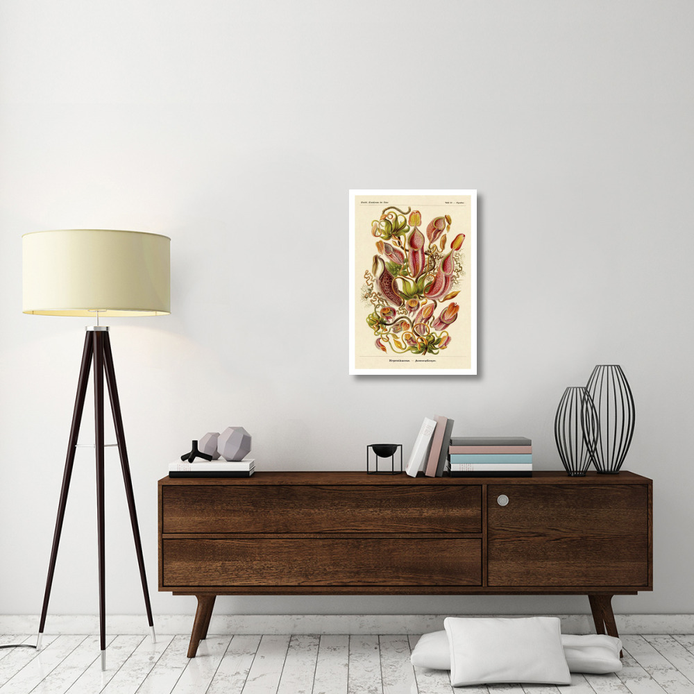 Haeckel Nature Illustrations Pitcher Plants-Paper Art-22&quotx32"