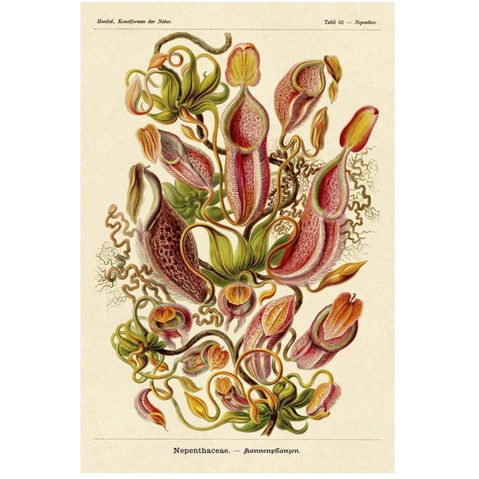 Haeckel Nature Illustrations Pitcher Plants-Paper Art-34&quotx50"