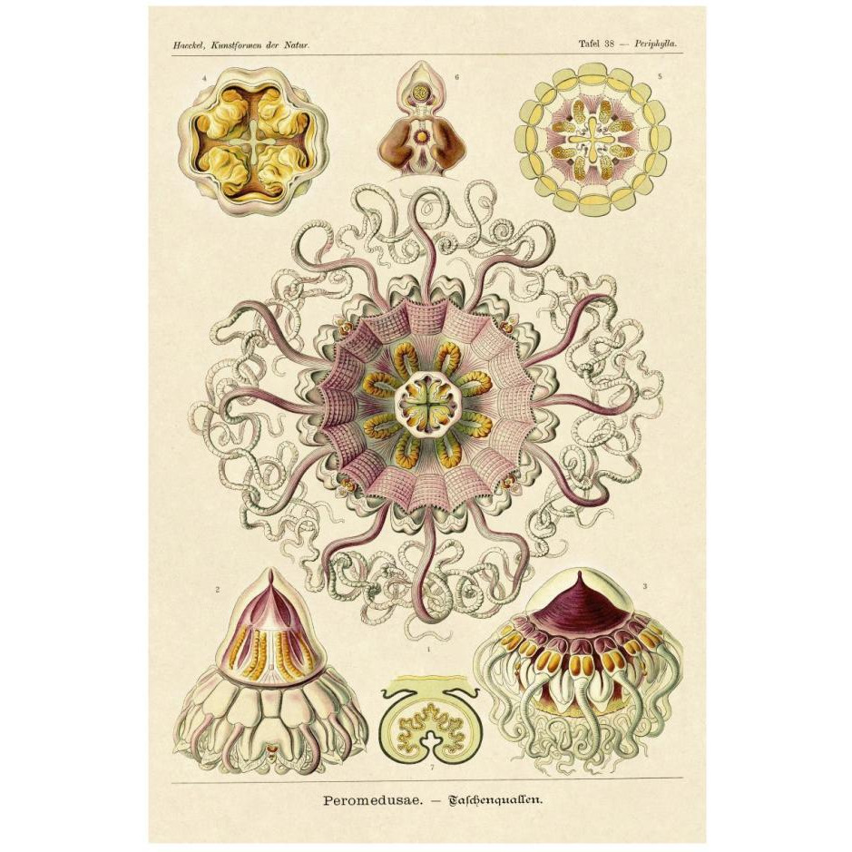 Haeckel Nature Illustrations Jelly Fish-Paper Art-18&quotx26"