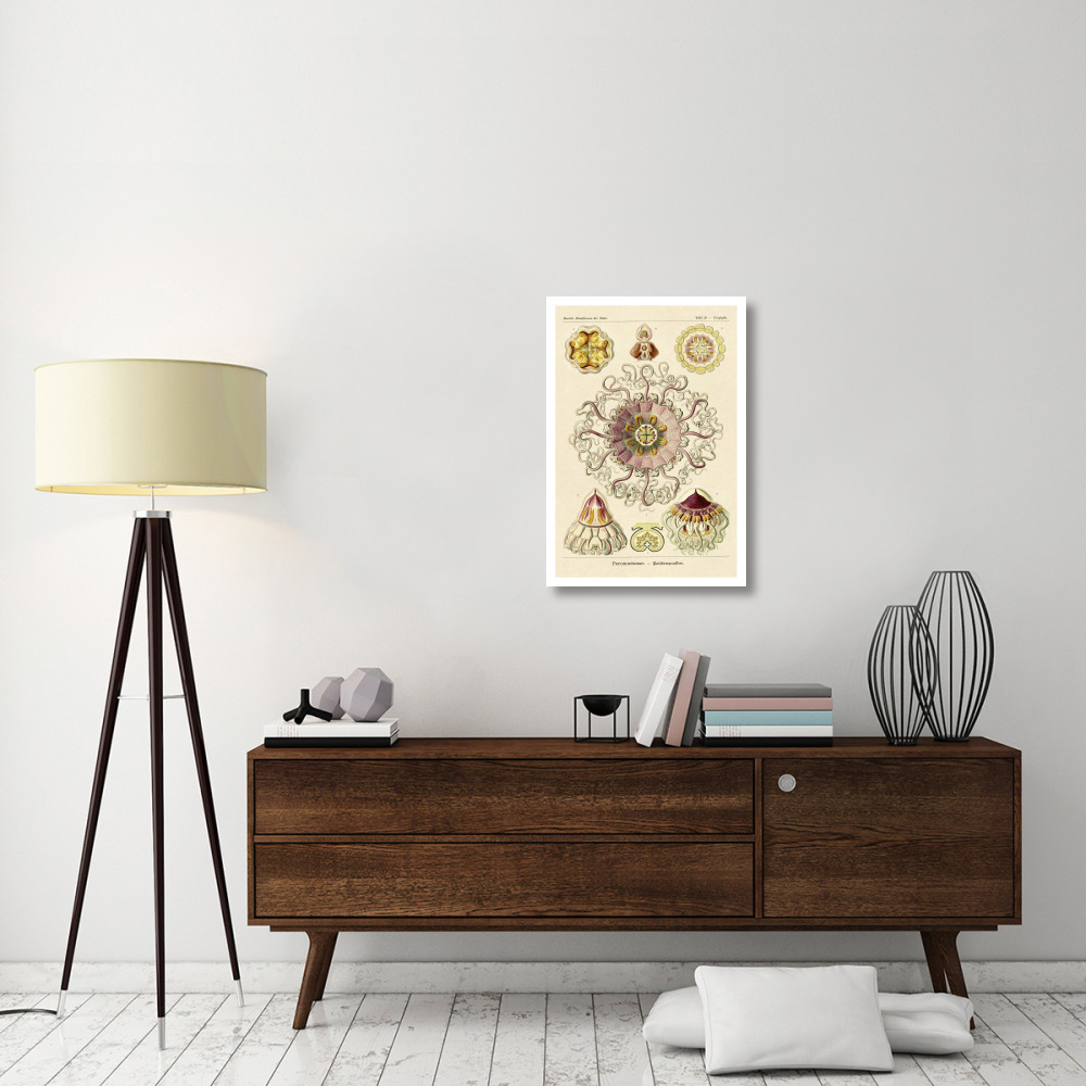 Haeckel Nature Illustrations Jelly Fish-Paper Art-22&quotx32"