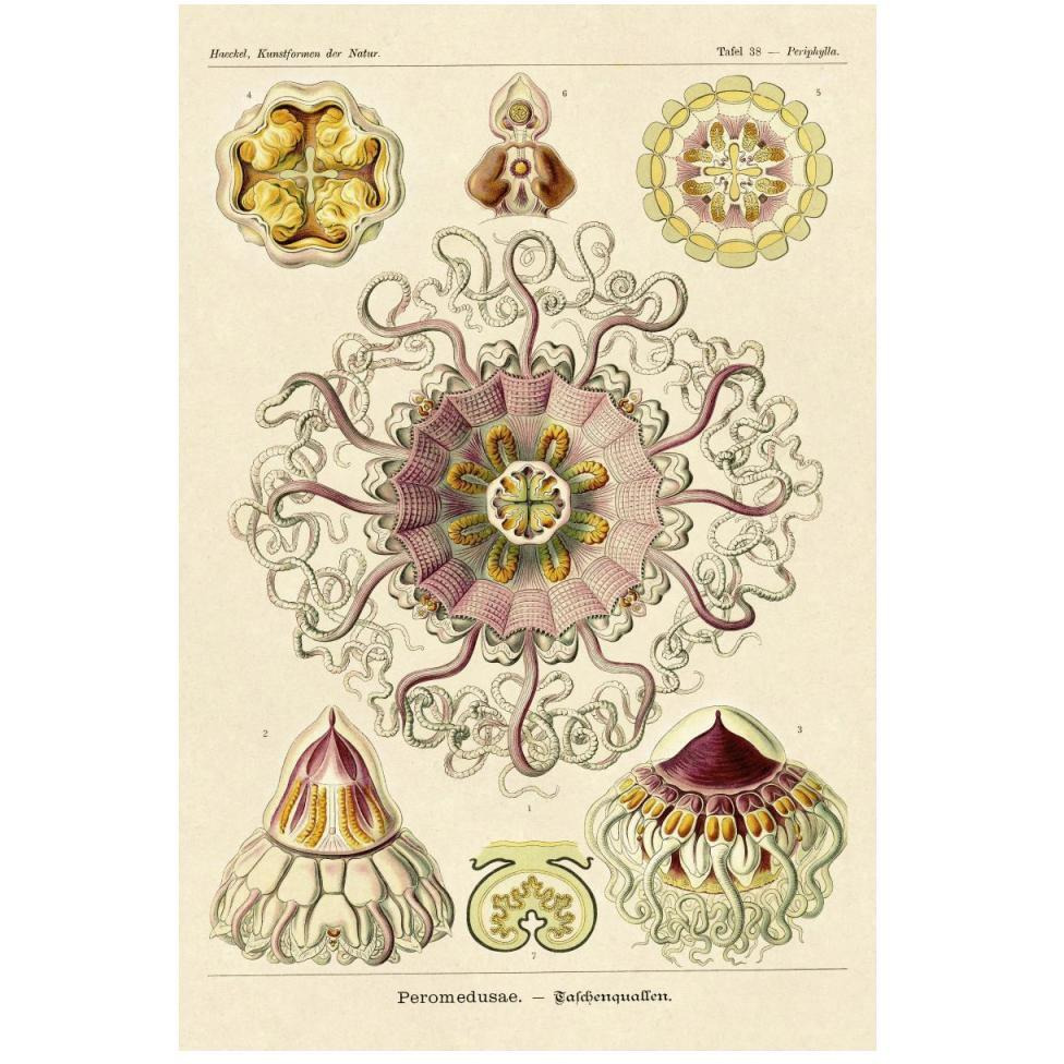 Haeckel Nature Illustrations Jelly Fish-Paper Art-34&quotx50"