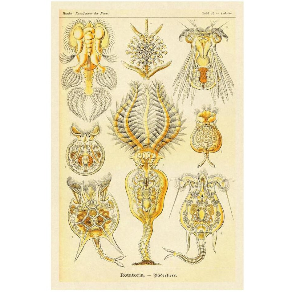 Haeckel Nature Illustrations Rotatoria, rotifera worms-Paper Art-22&quotx32"