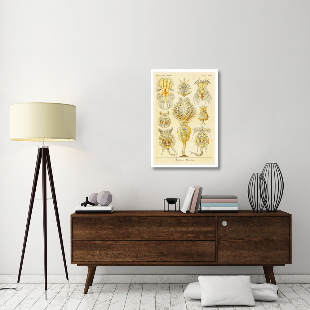 Haeckel Nature Illustrations Rotatoria, rotifera worms-Paper Art-26&quotx38"