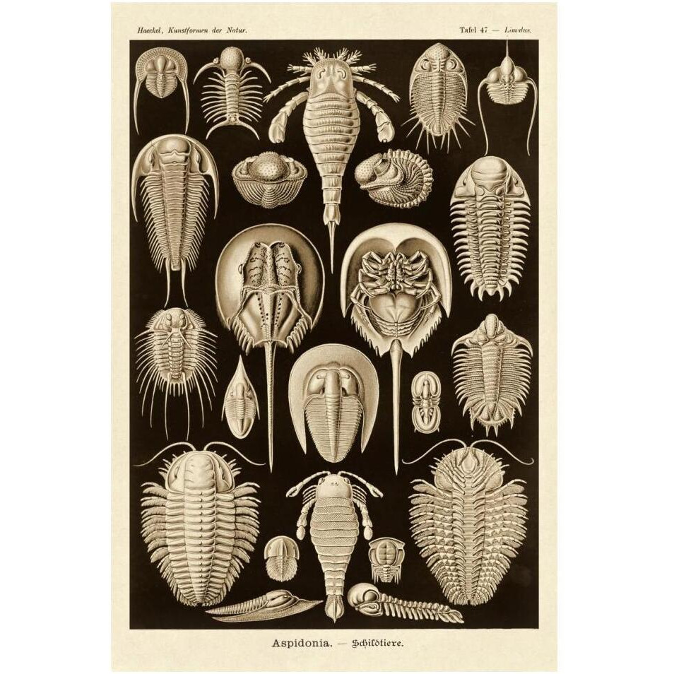 Haeckel Nature Illustrations Athropods - Sepia Tint-Paper Art-14&quotx20"