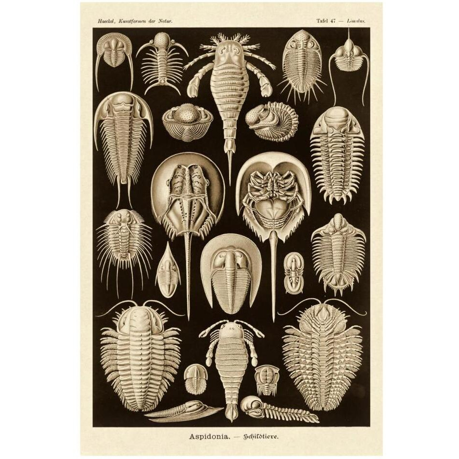 Haeckel Nature Illustrations Athropods - Sepia Tint-Paper Art-22&quotx32"