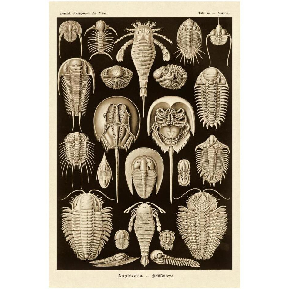 Haeckel Nature Illustrations Athropods - Sepia Tint-Paper Art-26&quotx38"