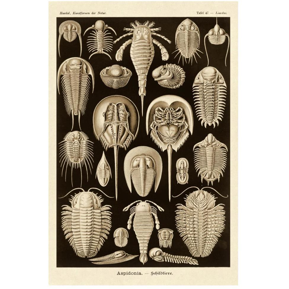 Haeckel Nature Illustrations Athropods - Sepia Tint-Paper Art-34&quotx50"