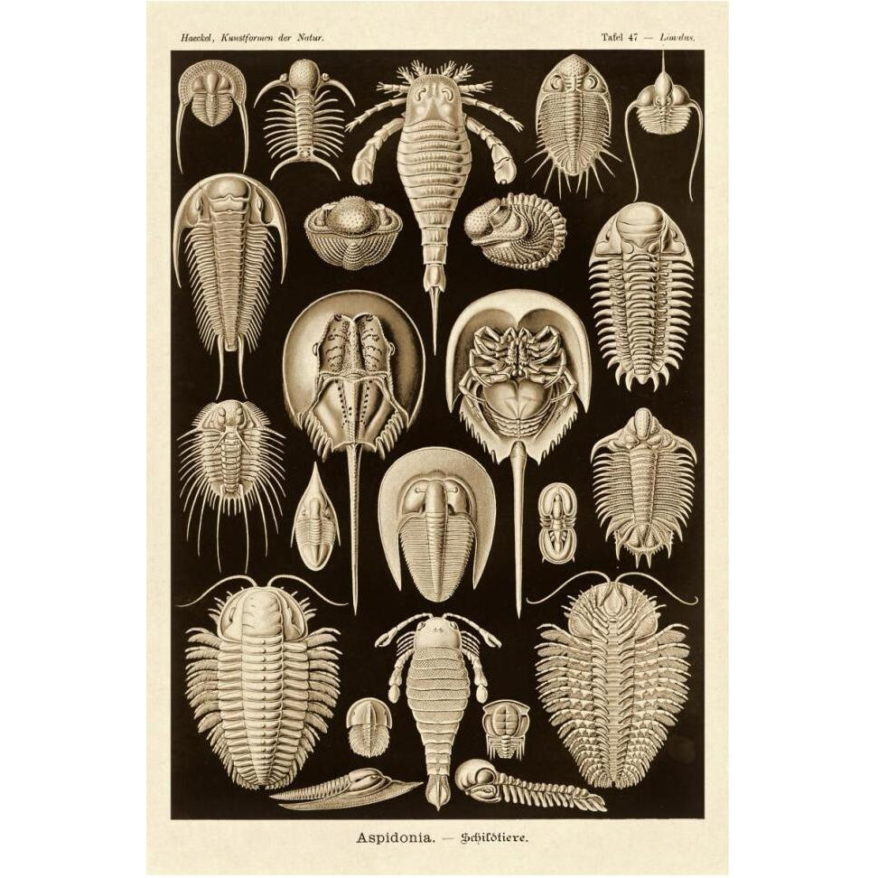 Haeckel Nature Illustrations Athropods - Sepia Tint-Paper Art-42&quotx62"