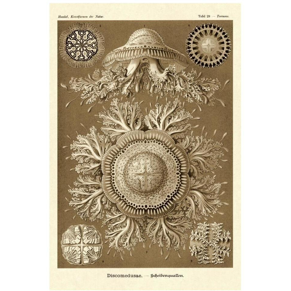 Haeckel Nature Illustrations Jelly Fish - Sepia Tint-Paper Art-14&quotx20"