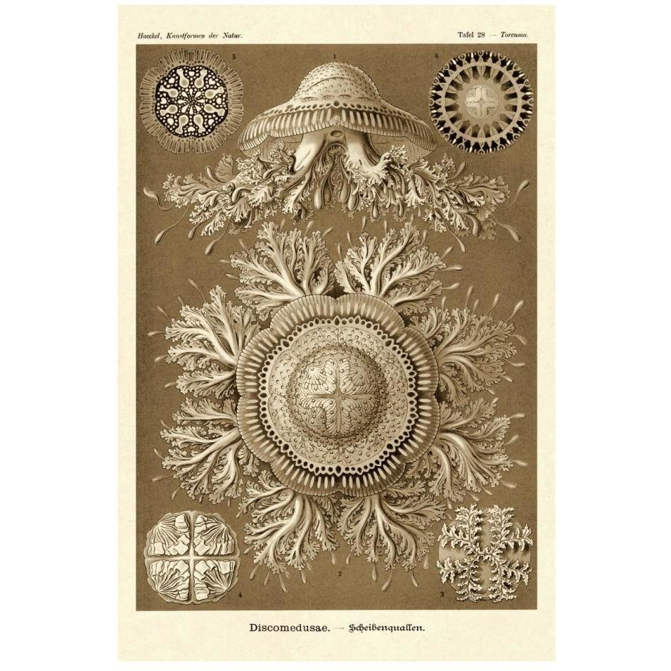 Haeckel Nature Illustrations Jelly Fish - Sepia Tint-Paper Art-18&quotx26"