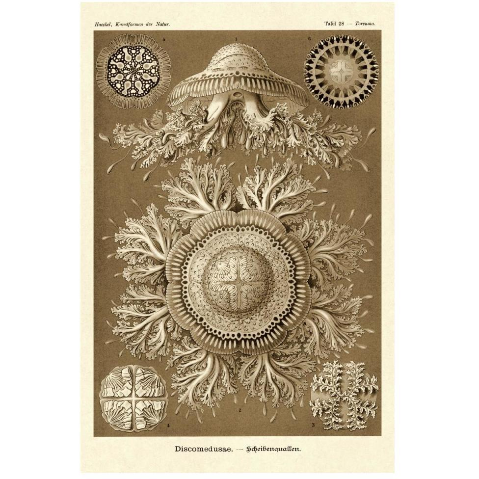 Haeckel Nature Illustrations Jelly Fish - Sepia Tint-Paper Art-34&quotx50"