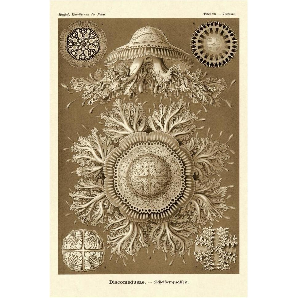 Haeckel Nature Illustrations Jelly Fish - Sepia Tint-Paper Art-42&quotx62"