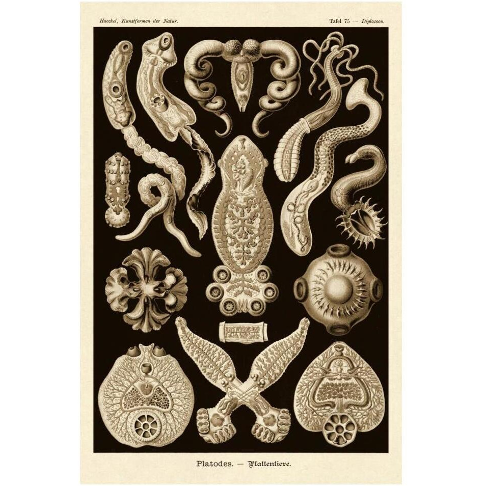 Haeckel Nature Illustrations Flatworms - Sepia Tint-Paper Art-14&quotx20"