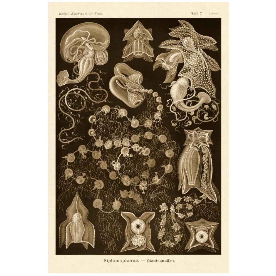 Haeckel Nature Illustrations Siphoneae Hydrozoa - Sepia Tint-Paper Art-18&quotx26"