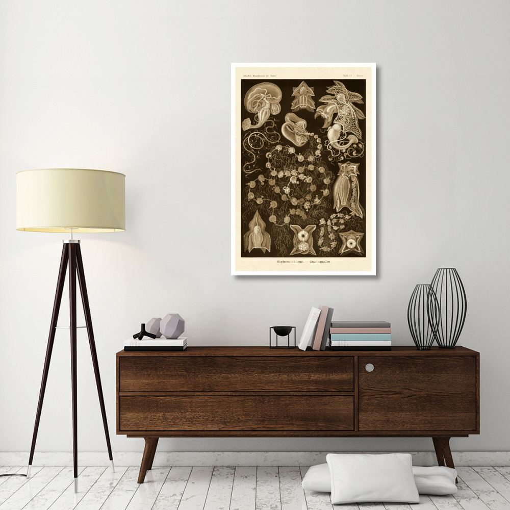 Haeckel Nature Illustrations Siphoneae Hydrozoa - Sepia Tint-Paper Art-34&quotx50"