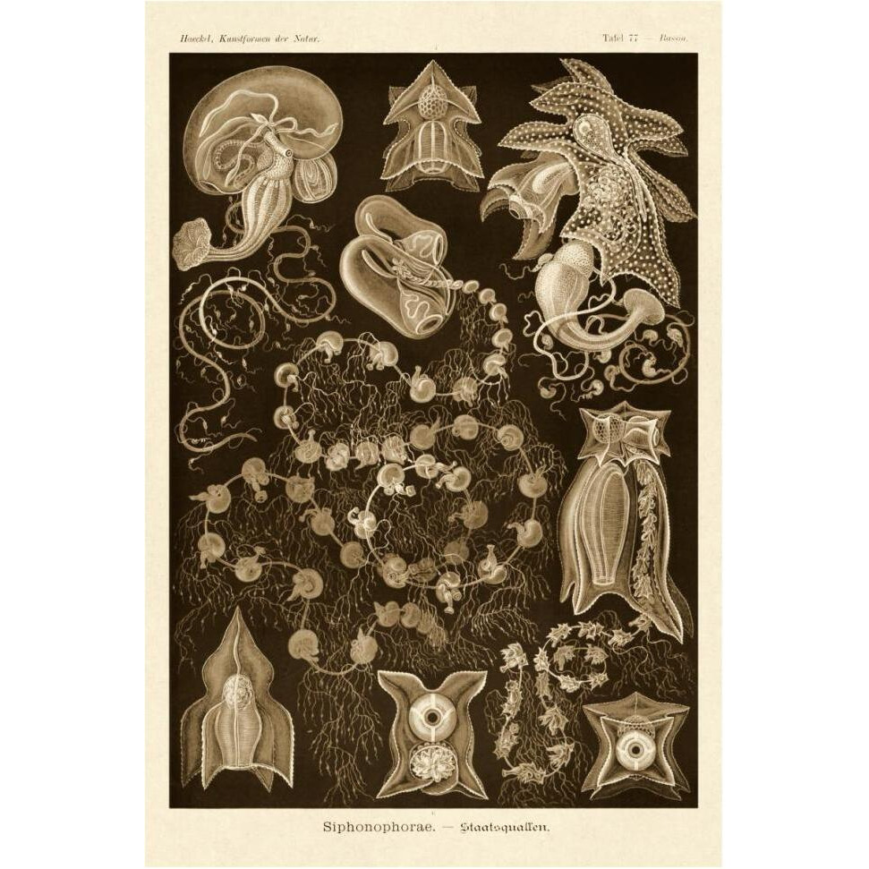 Haeckel Nature Illustrations Siphoneae Hydrozoa - Sepia Tint-Paper Art-42&quotx62"