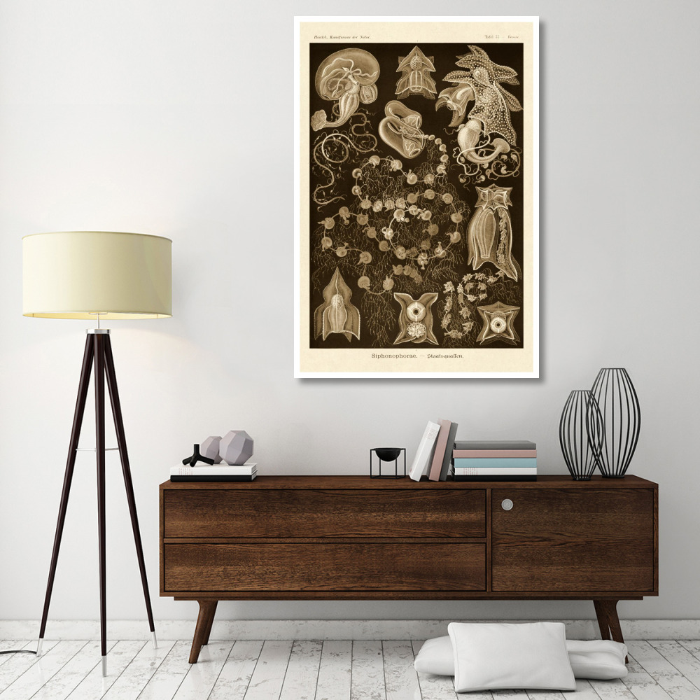 Haeckel Nature Illustrations Siphoneae Hydrozoa - Sepia Tint-Paper Art-42&quotx62"