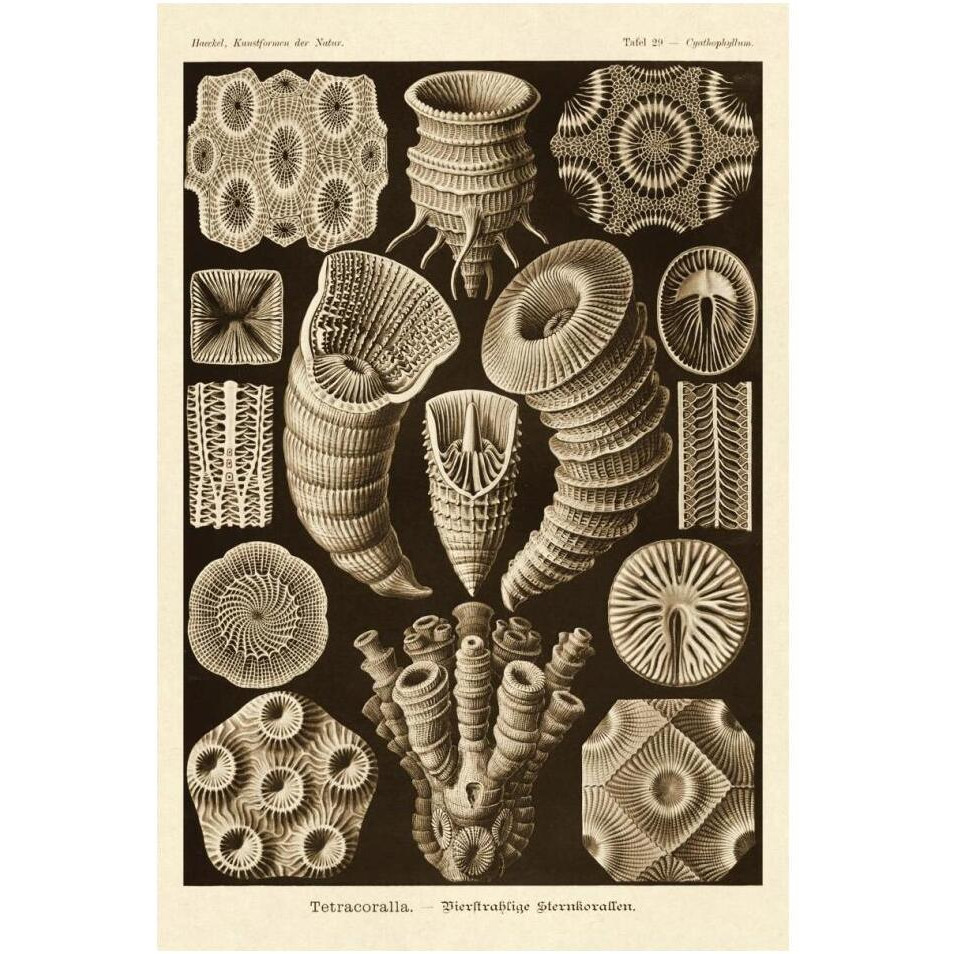 Haeckel Nature Illustrations Tetracoralla, Coral - Sepia Tint-Paper Art-14&quotx20"