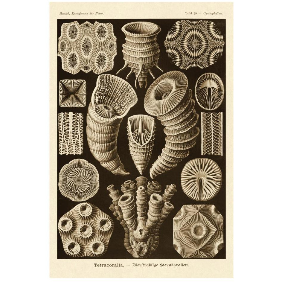 Haeckel Nature Illustrations Tetracoralla, Coral - Sepia Tint-Paper Art-18&quotx26"