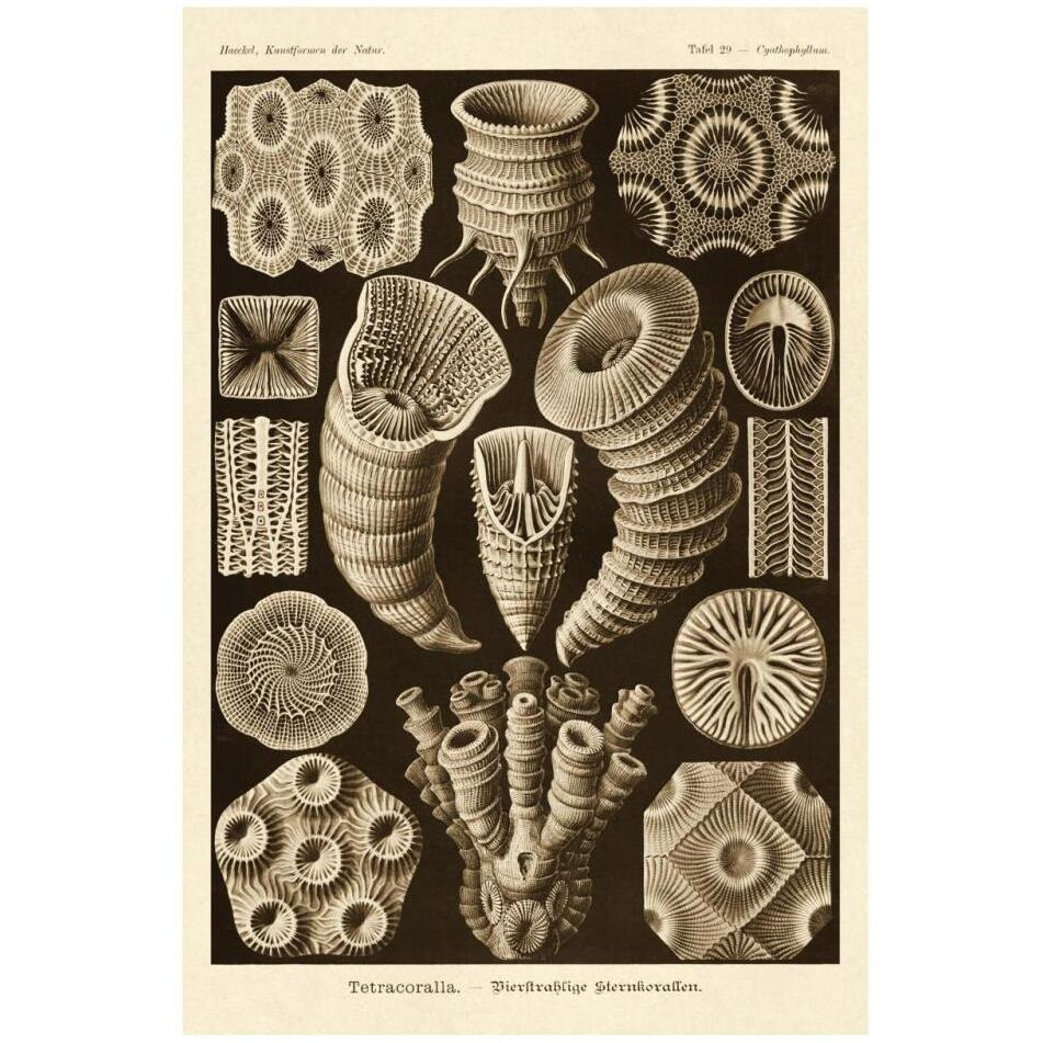 Haeckel Nature Illustrations Tetracoralla, Coral - Sepia Tint-Paper Art-22&quotx32"