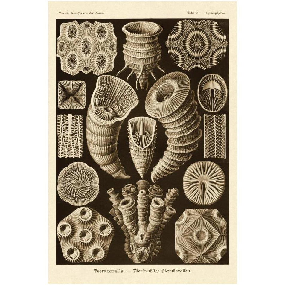 Haeckel Nature Illustrations Tetracoralla, Coral - Sepia Tint-Paper Art-26&quotx38"