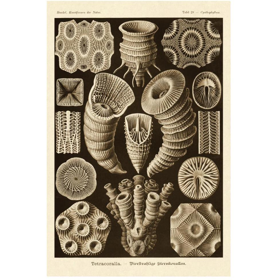 Haeckel Nature Illustrations Tetracoralla, Coral - Sepia Tint-Paper Art-34&quotx50"