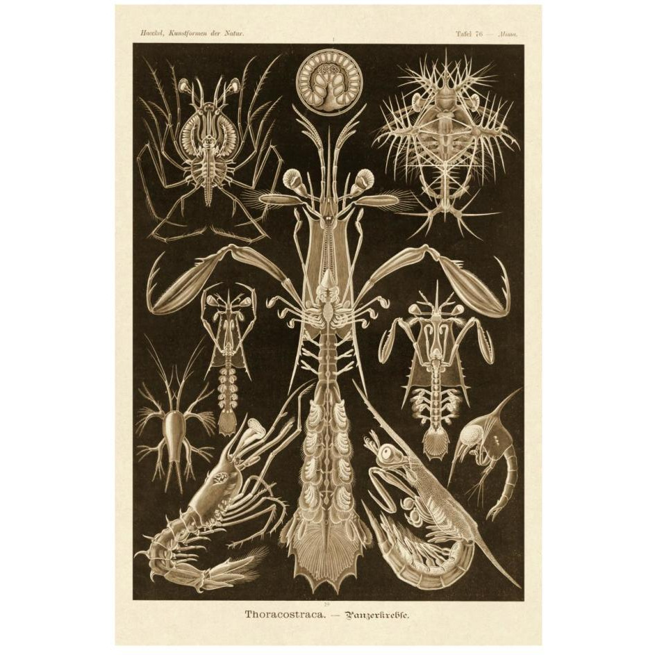 Haeckel Nature Illustrations Thoracostraca, Crustaceans - Sepia Tint-Paper Art-18&quotx26"