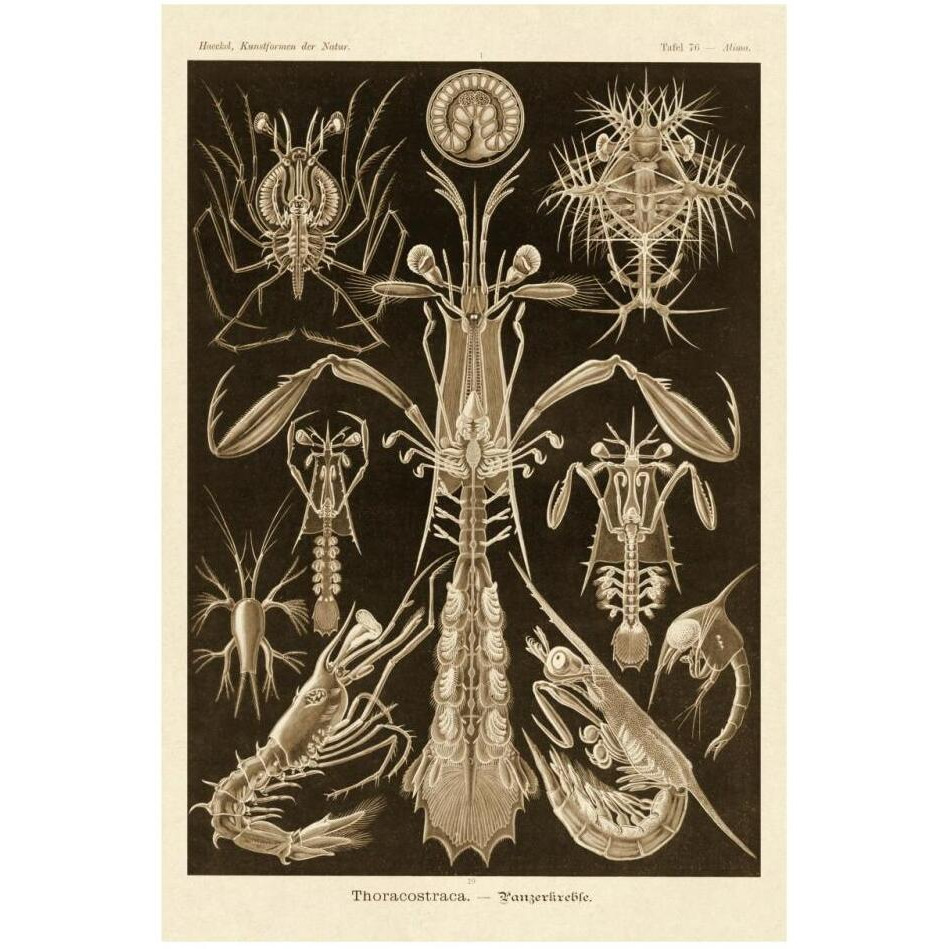 Haeckel Nature Illustrations Thoracostraca, Crustaceans - Sepia Tint-Paper Art-22&quotx32"