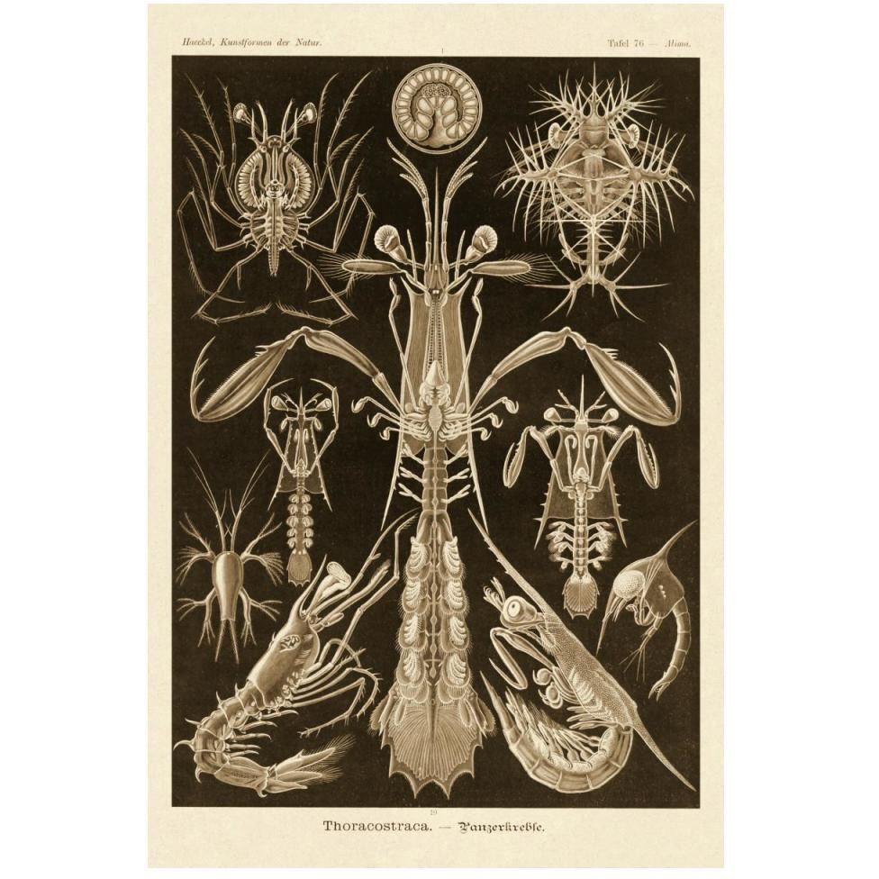 Haeckel Nature Illustrations Thoracostraca, Crustaceans - Sepia Tint-Paper Art-34&quotx50"