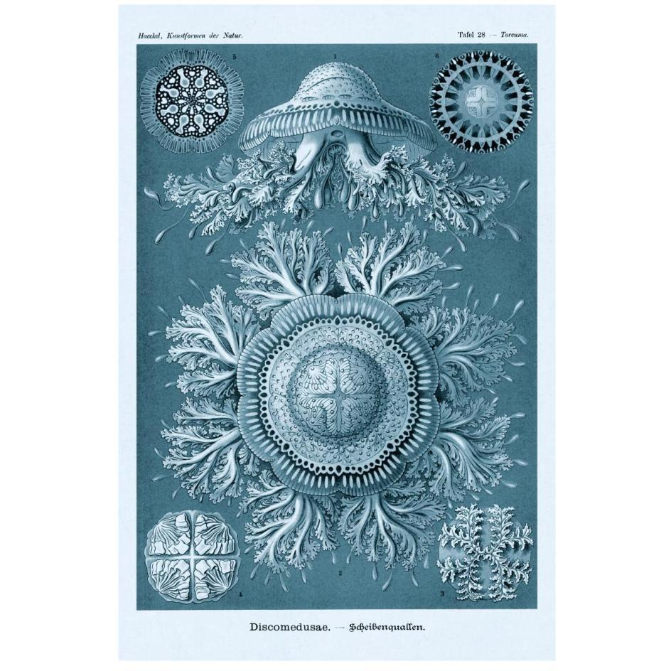 Haeckel Nature Illustrations Jelly Fish - Blue-Green Tint-Paper Art-18&quotx26"