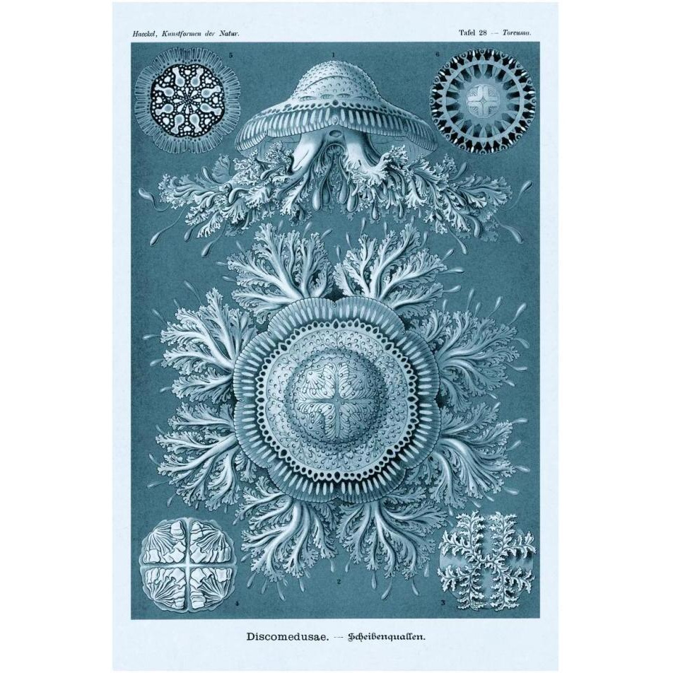 Haeckel Nature Illustrations Jelly Fish - Blue-Green Tint-Paper Art-26&quotx38"