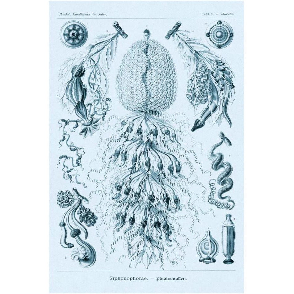 Haeckel Nature Illustrations Siphoneae Hydrozoa - Blue-Green Tint-Paper Art-14&quotx20"