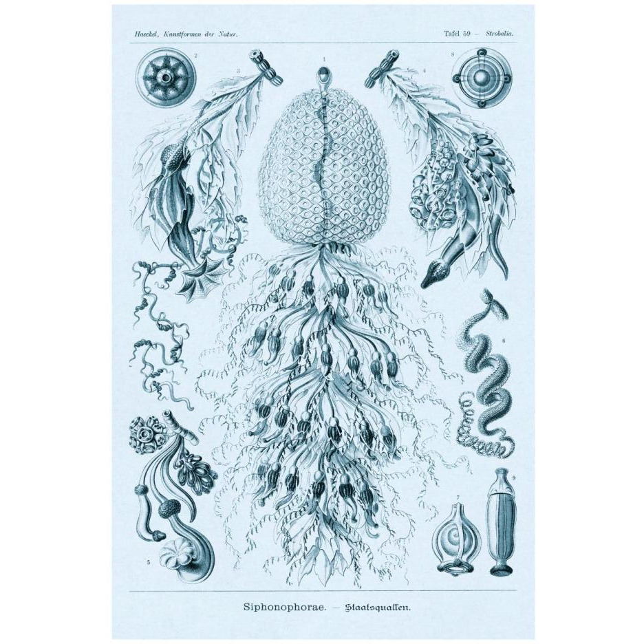 Haeckel Nature Illustrations Siphoneae Hydrozoa - Blue-Green Tint-Paper Art-18&quotx26"