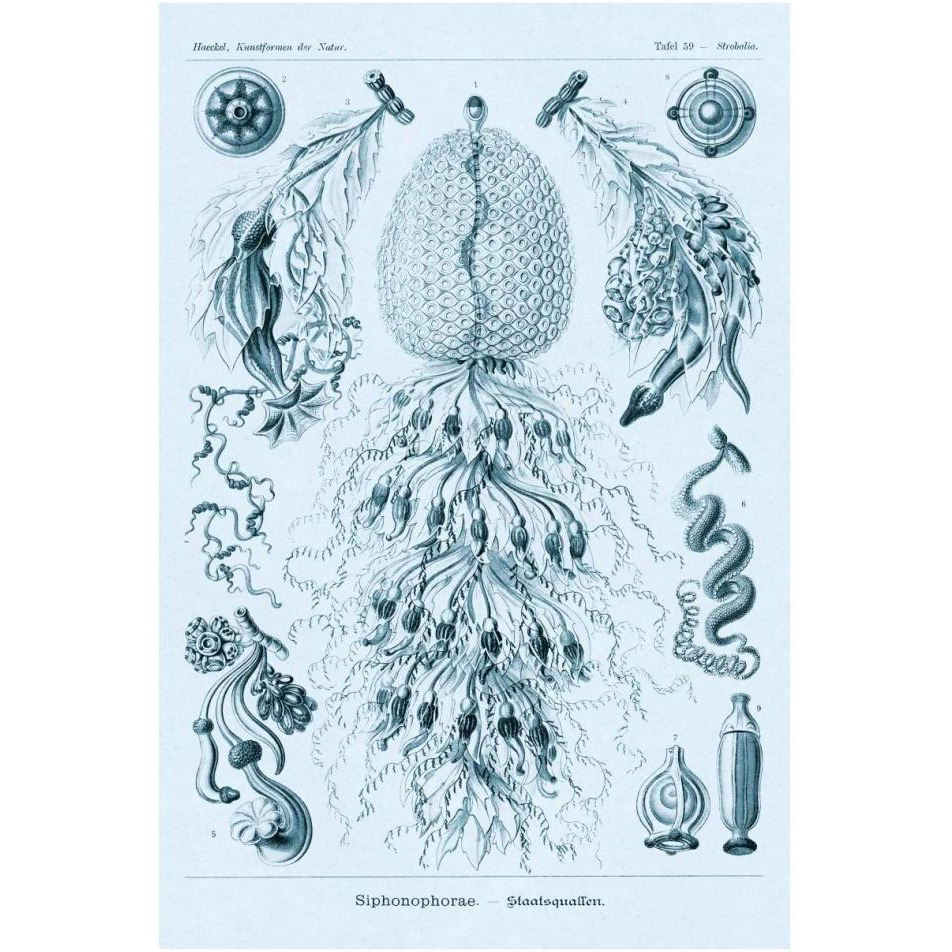 Haeckel Nature Illustrations Siphoneae Hydrozoa - Blue-Green Tint-Paper Art-26&quotx38"