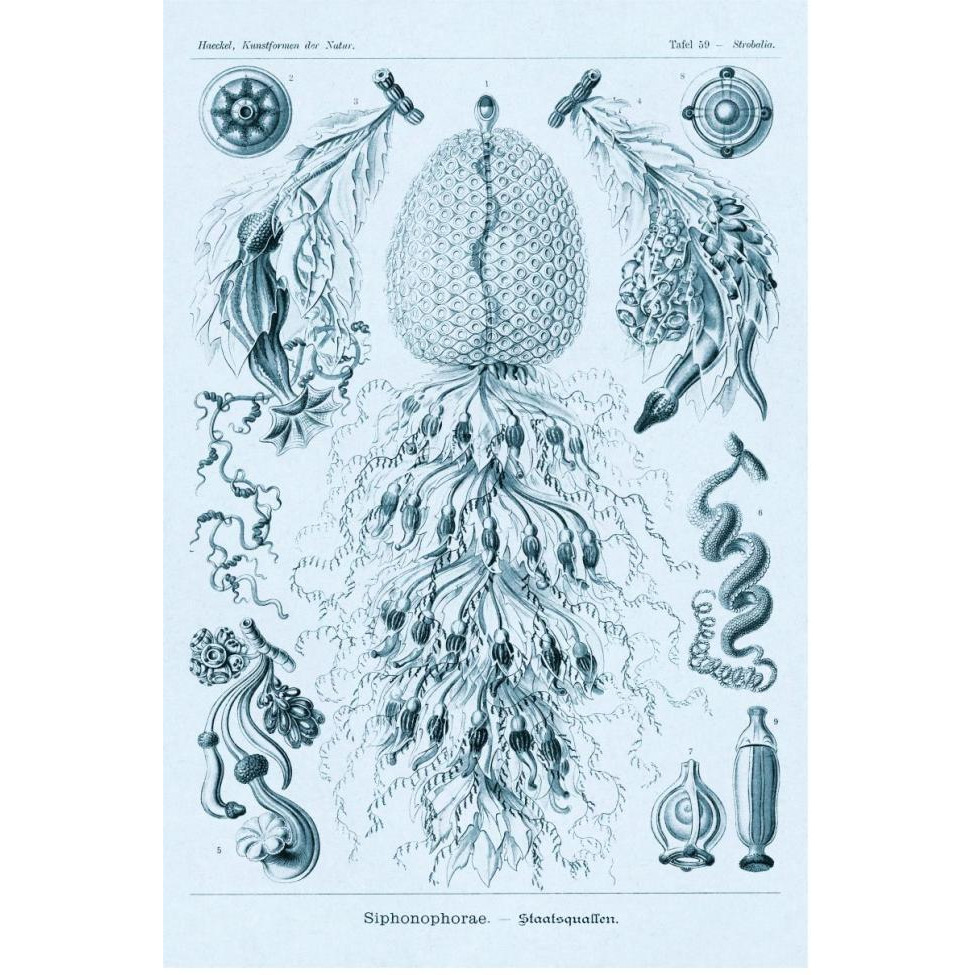 Haeckel Nature Illustrations Siphoneae Hydrozoa - Blue-Green Tint-Paper Art-42&quotx62"