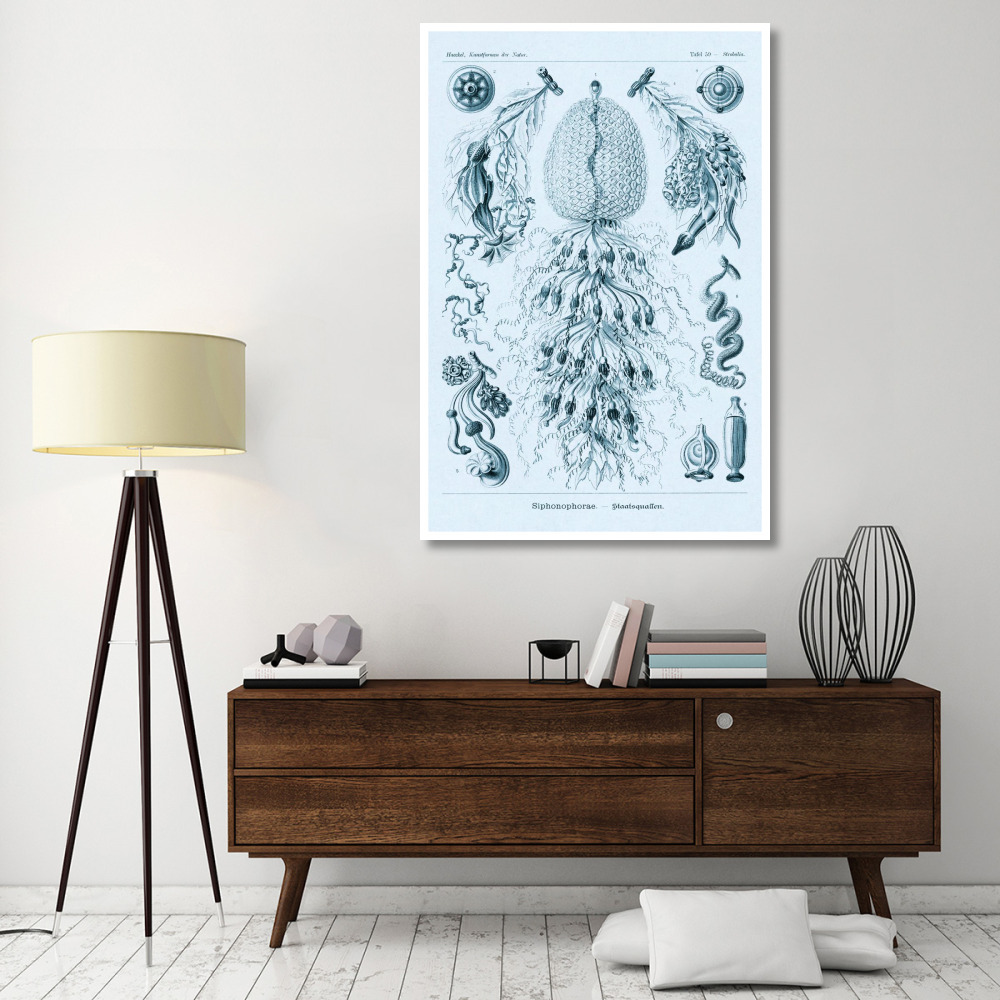 Haeckel Nature Illustrations Siphoneae Hydrozoa - Blue-Green Tint-Paper Art-42&quotx62"