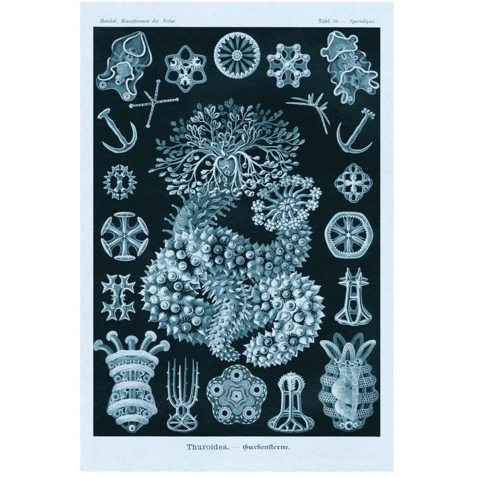 Haeckel Nature Illustrations Sea Cucumbers - Blue-Green Tint-Paper Art-34&quotx50"