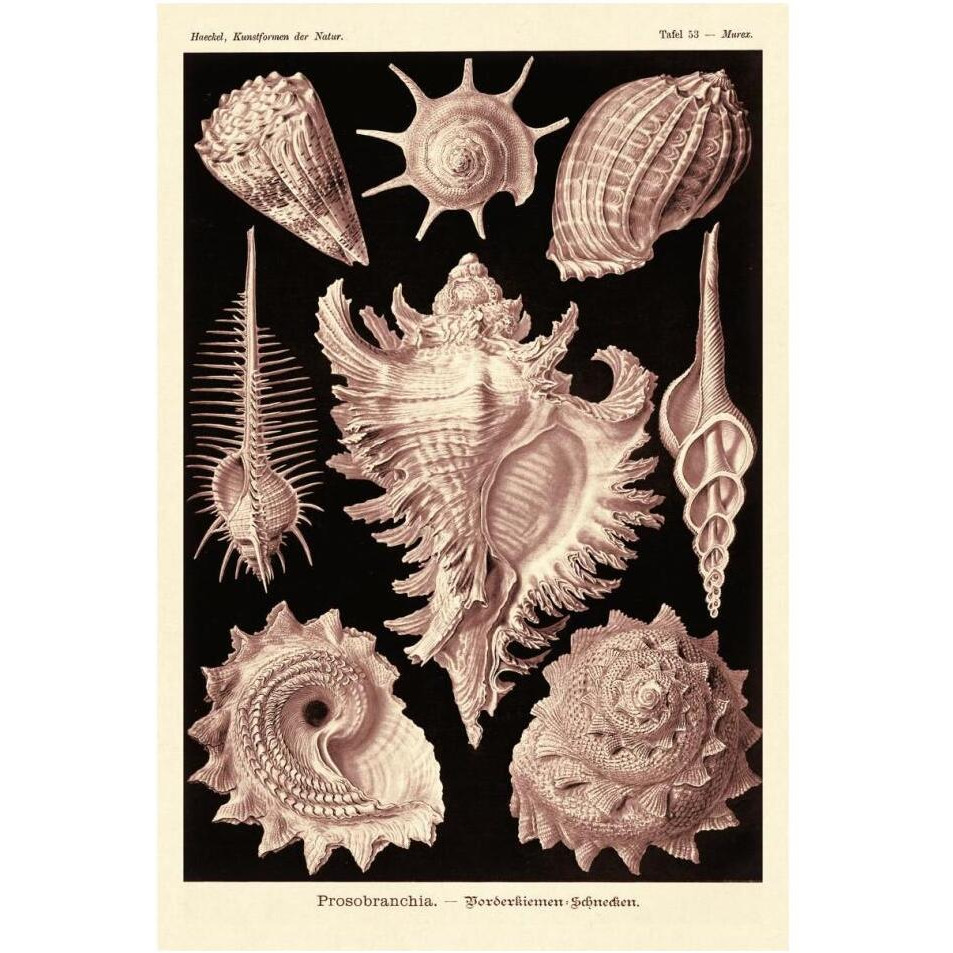 Haeckel Nature Illustrations Gastropods - Rose Tint-Paper Art-14&quotx20"