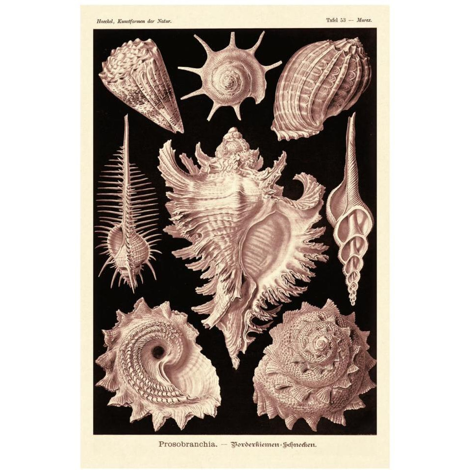 Haeckel Nature Illustrations Gastropods - Rose Tint-Paper Art-26&quotx38"