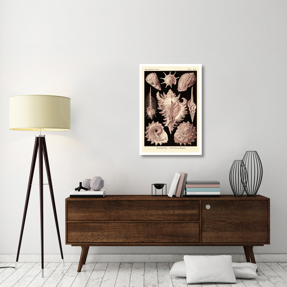 Haeckel Nature Illustrations Gastropods - Rose Tint-Paper Art-26&quotx38"